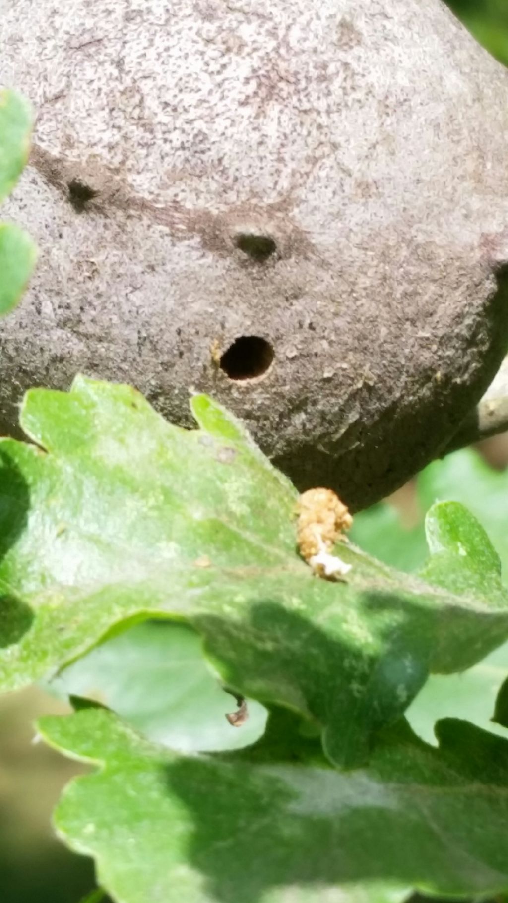 Galla su quercia: Andricus quercustozae, Cynipidae